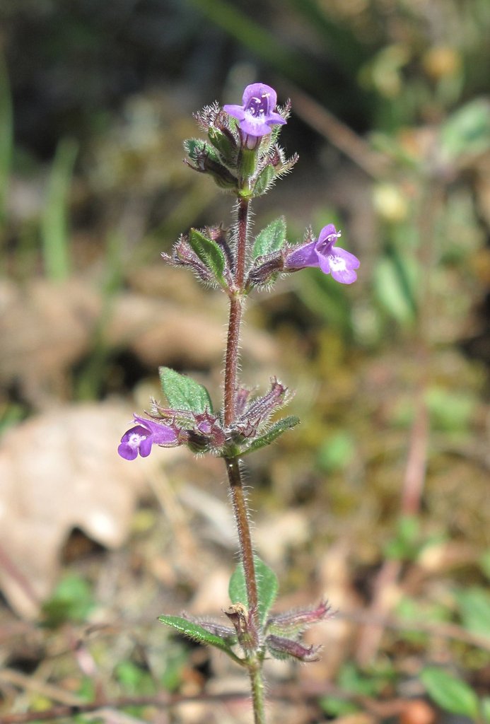 Acinos arvensis